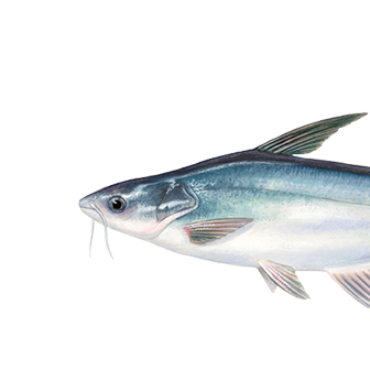 Pangasius